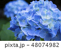 アジサイ 48074982