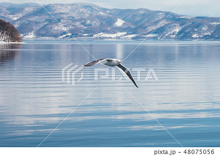 洞爺湖を羽ばたくカモメ 洞爺湖を羽ばたくカモメ 48075056