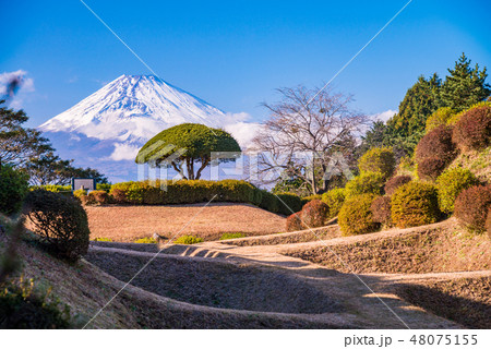(静岡県三島市)山中城址公園の障子堀 富士山 (静岡県三島市)山中城址公園の障子堀 富士山 48075155