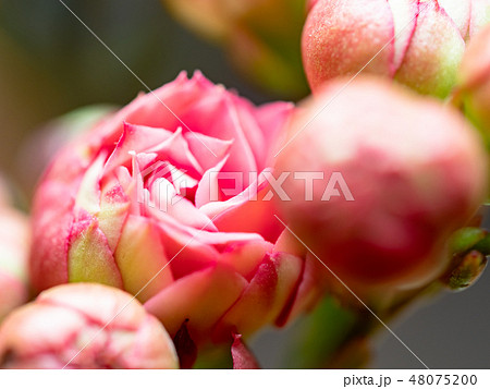Kalanchoe Kalanchoe 48075200
