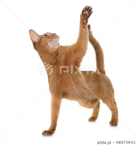 Abyssinian cat in studio Abyssinian cat in studio 48075641