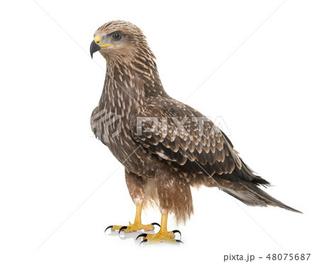 Common buzzard in studio Common buzzard in studio 48075687