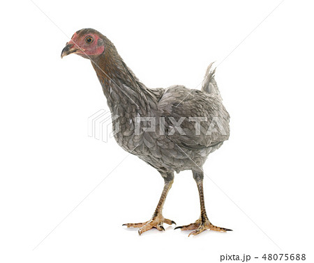hen spanish Gamecock hen spanish Gamecock 48075688