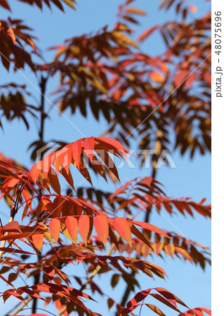 ヤナハゼの紅葉 48075696