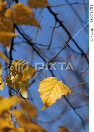 シラカバの黄葉 48075701