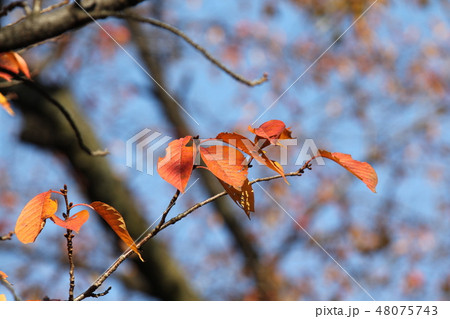 チョウシュウヒザクラの紅葉 チョウシュウヒザクラの紅葉 48075743