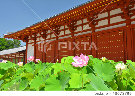 奈良・薬師寺 奈良・薬師寺 48075799