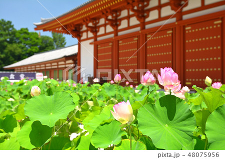 奈良・薬師寺 奈良・薬師寺 48075956