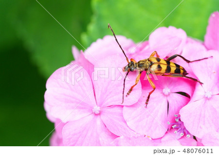 ヨツスジハナカミキリとアジサイの花 48076011