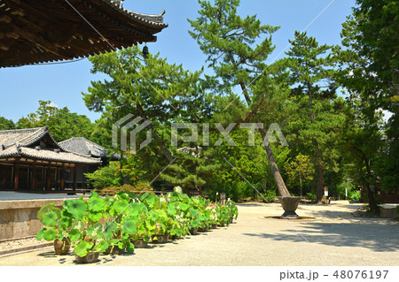 奈良・唐招提寺 奈良・唐招提寺 48076197