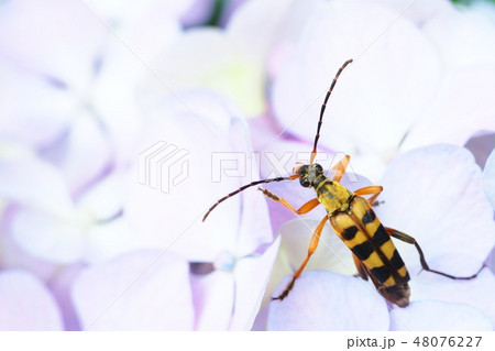 ヨツスジハナカミキリとアジサイの花 48076227