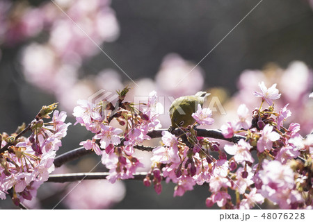 桜とメジロ 48076228
