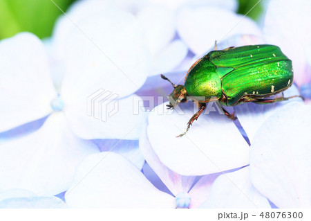 アオハナムグリとアジサイの花 48076300