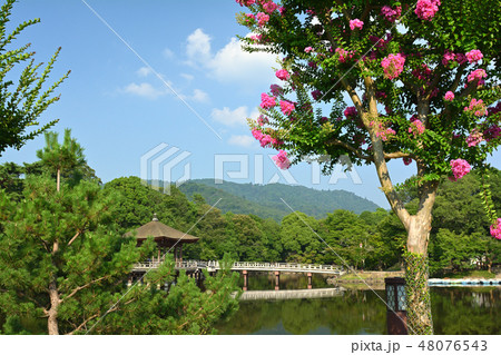 世界遺産・奈良公園 世界遺産・奈良公園 48076543