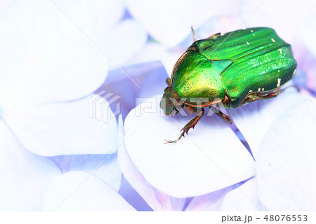 アオハナムグリとアジサイの花 48076553