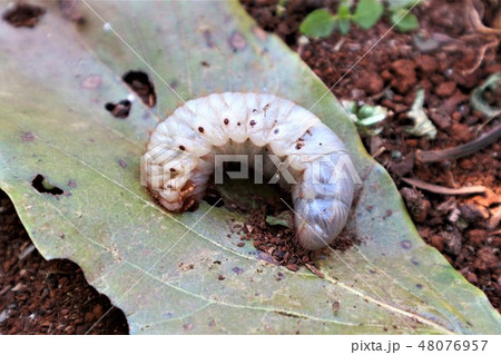 Large soil beetles live in the soil Large soil beetles live in the soil 48076957