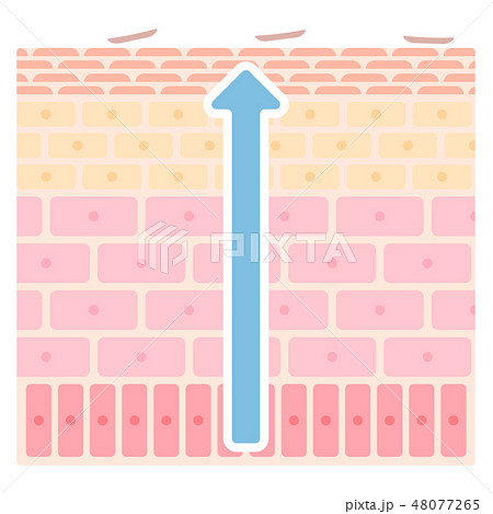 皮膚のターンオーバーの構造のイラスト 皮膚のターンオーバーの構造のイラスト 48077265