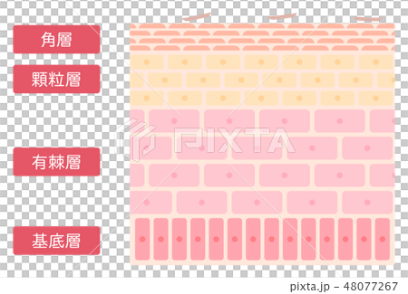 Simple and cute illustration of epidermal structure 48077267