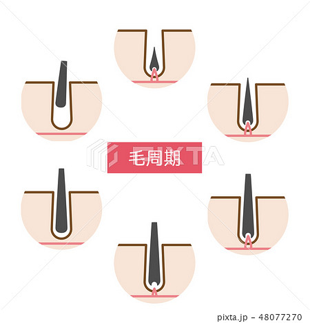 脱毛の毛周期シンプルかわいい説明図イラストのイラスト素材