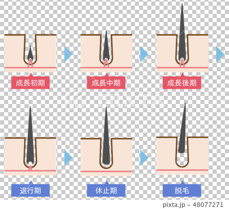 Hair cycle of hair removal Simple Cute explanatory illustration Hair cycle of hair removal Simple Cute explanatory illustration 48077271