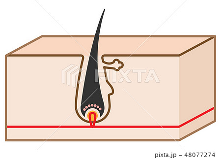 毛の構造・断面図のシンプルかわいい立体イラスト 48077274