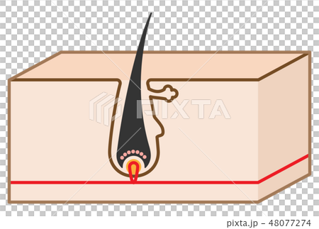 毛の構造・断面図のシンプルかわいい立体イラスト 48077274