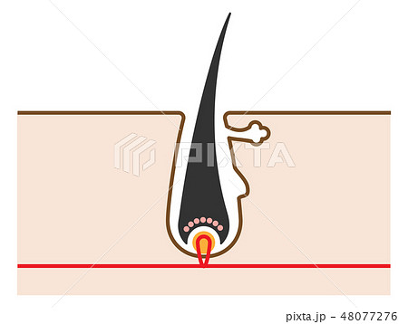 毛の構造 断面図のシンプルかわいいイラストのイラスト素材 48077276 Pixta