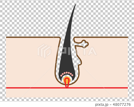 頭髮結構和橫斷面的簡單的逗人喜愛的例證 48077276