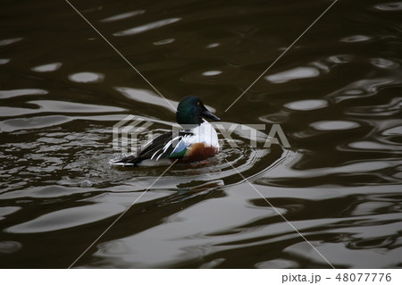 ハシビロガモ 48077776