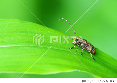 ナガゴマフカミキリ ナガゴマフカミキリ 48078103