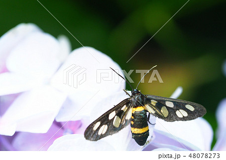カノコガとアジサイの花 48078273