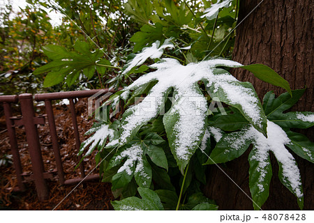 積雪イメージ　雪の積もった葉っぱ 48078428