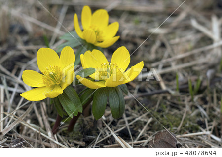Winter aconite - first spring flowers 48078694