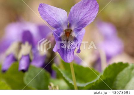 Violet flowers blooming in spring 48078695