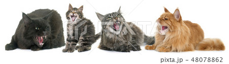 aggressive cats 48078862