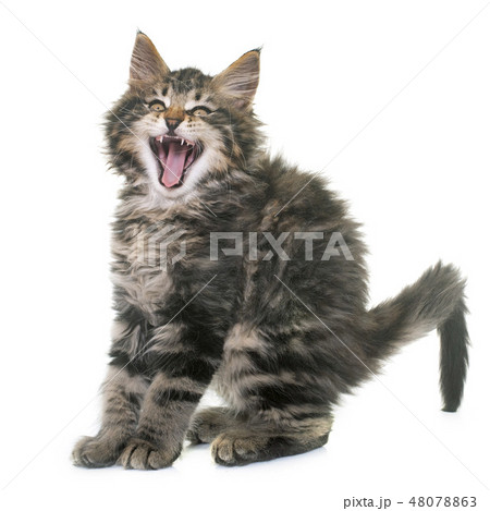 maine coon kitten maine coon kitten 48078863