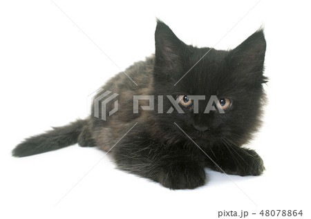 maine coon kitten maine coon kitten 48078864
