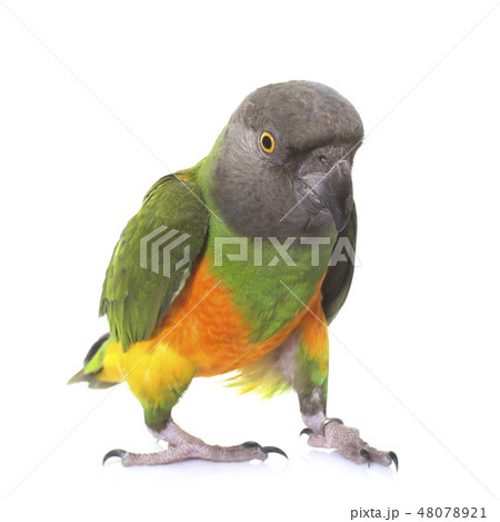 senegal parrot in studio senegal parrot in studio 48078921