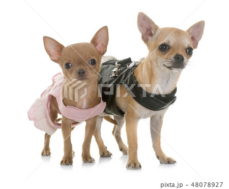 two dressed chihuahuas two dressed chihuahuas 48078927