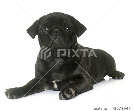 puppy black pug puppy black pug 48078947