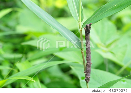 トビモンオオエダシャイクの幼虫 48079075