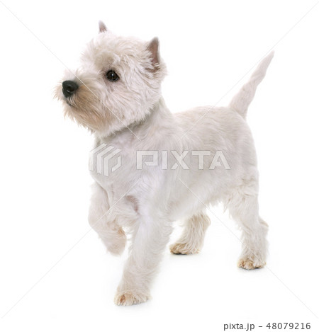 puppy west highland white terrier 48079216