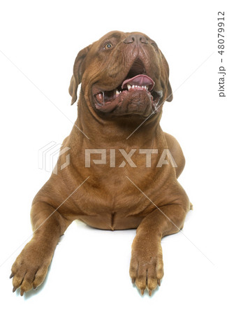 dogue de Bordeaux dogue de Bordeaux 48079912