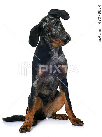 young beauceron in studio 48079954