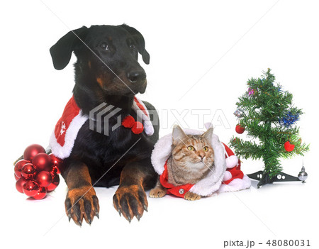 cat, dog and christmas 48080031