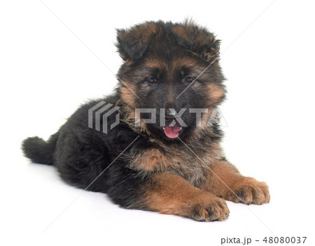 puppy german shepherd 48080037