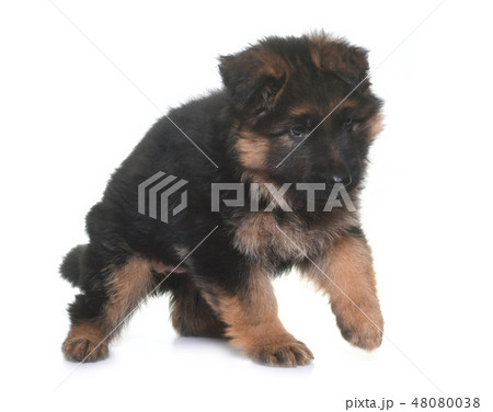 puppy german shepherd 48080038