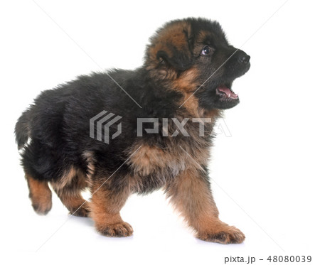 puppy german shepherd 48080039