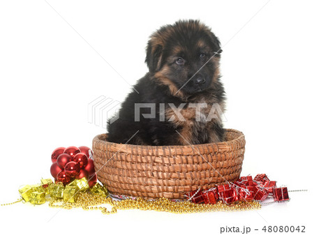 puppy german shepherd puppy german shepherd 48080042