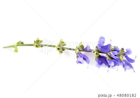 wild salvia in studio 48080182